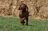 SETTER IRLANDAIS 160